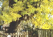 04-36C`E